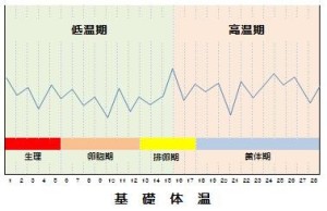基礎体温の例