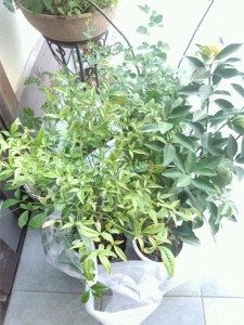 o0480064012704338067