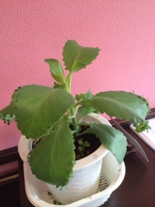 o0480064012983251627